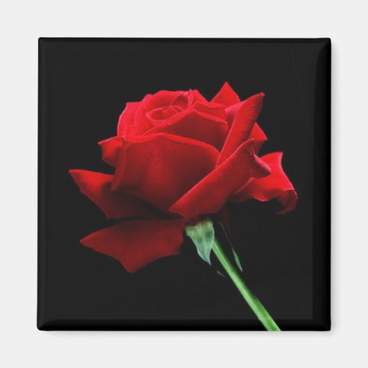 Glamouröse Rose Magnet (Vorne)