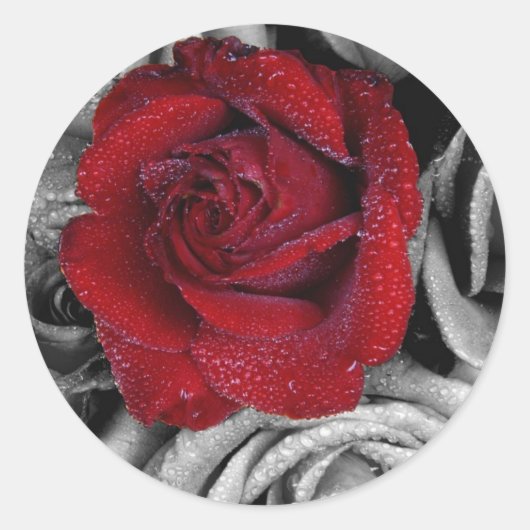 Glamouröse Rose Runder Aufkleber (Vorderseite)