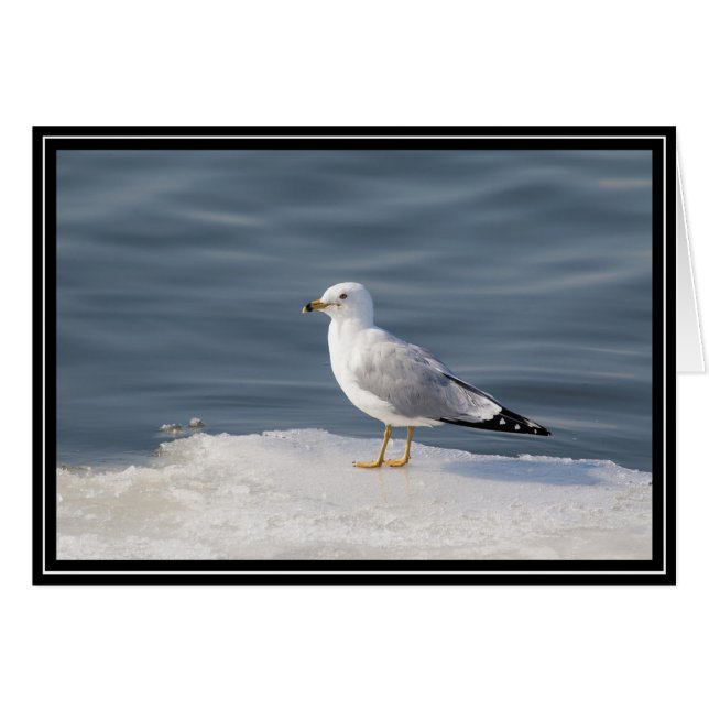 Glanz auf Eis (Vorderseite (Horizontal))