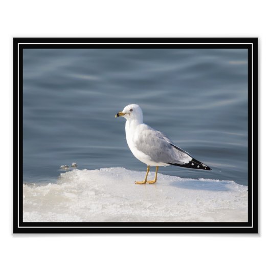 Glanz auf Eis Fotodruck (Vorne)