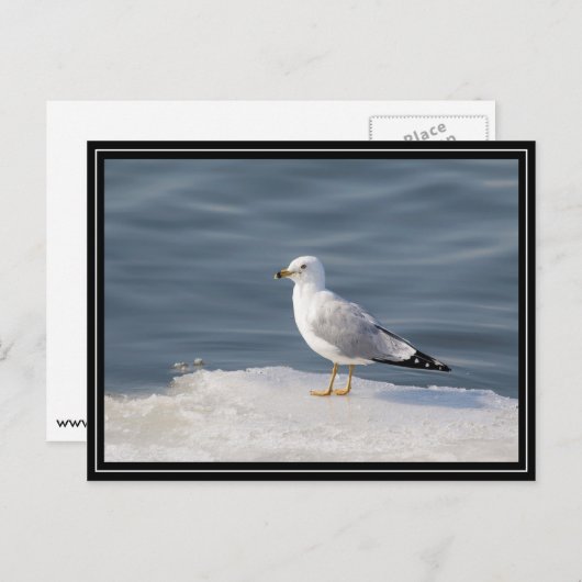 Glanz auf Eis Postkarte (Vorne/Hinten)