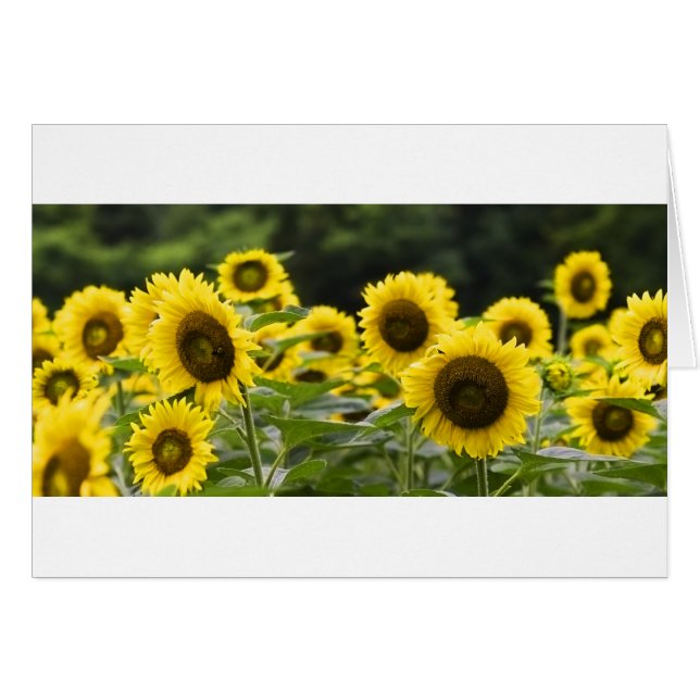 Glänzende Gesichter (Vorderseite (Horizontal))