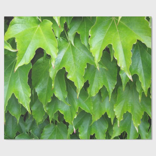 Glänzendes grünes Efeu-Blätter Geschenkpapier (Flach)