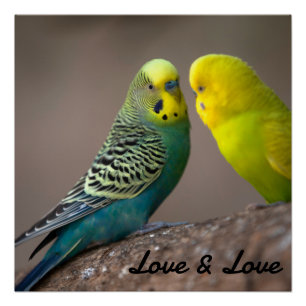 Glänzendes Poster Liebe Schwarze Farbe Text Vögel 