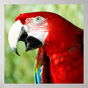 Glänzendes Rot Poster