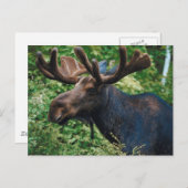 Glanzloser Elch Postkarte (Vorne/Hinten)