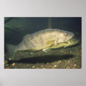 Glasauge im Tank Foto Poster (Vorne)