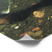Glasaugenbarsch im Tankdruck Poster (Ecke)
