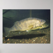 Glasaugenbarsch im Tankdruck Poster (Vorne)