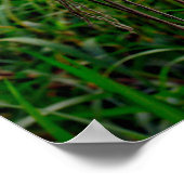 Glasfischerei schwimmt im Seilnetz Poster (Ecke)