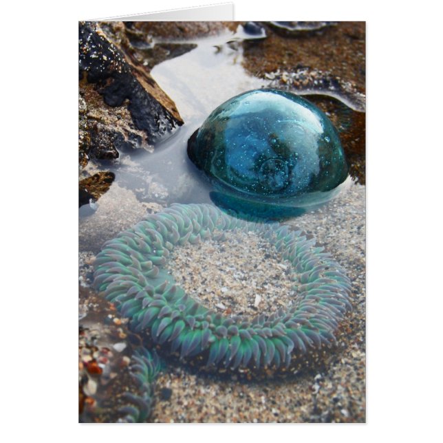 Glasfloat und Anemon (Vorne)