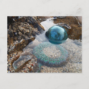 Glasfloat und Anemon Postkarte