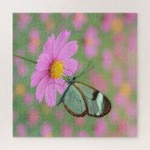 Glasflügelschmetterling auf einer Cosmos-Blume Puzzle (Horizontal)