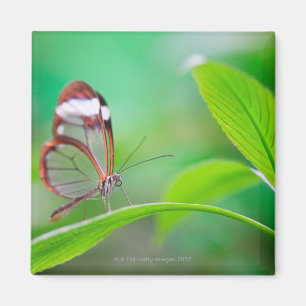 Glasflügelschmetterling, der auf neuem Grün sich Magnet