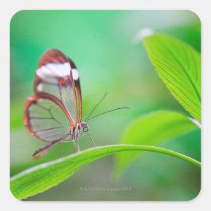 Glasflügelschmetterling, der auf neuem Grün sich Quadratischer Aufkleber