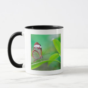 Glasflügelschmetterling, der auf neuem Grün sich Tasse