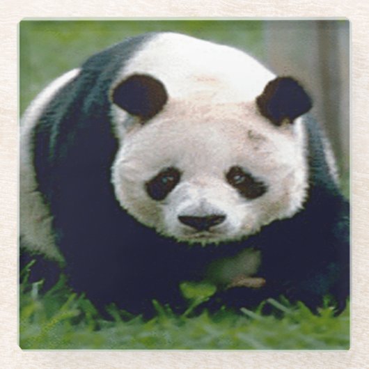 Glass-Untersetzer/Panda-Bär Glasuntersetzer (Vorderseite)