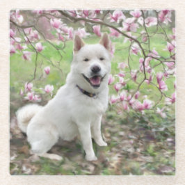 Glass Untersetzer White Akita