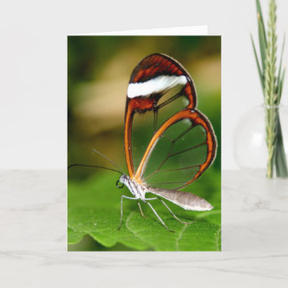 Glass Wing Karte