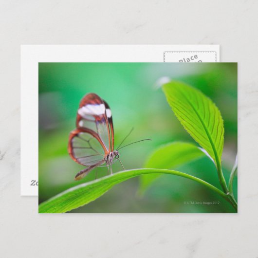 Glasschwingenschmetterling entspannt auf frisch gr postkarte (Vorne/Hinten)