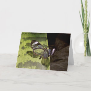 Glasswing Butterfly-Karte Karte