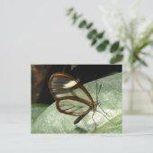 Glasswinged Butterfly Postkarte (Stehend Vorderseite)