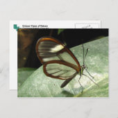 Glasswinged Butterfly Postkarte (Vorne/Hinten)