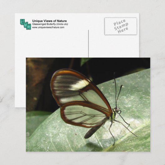 Glasswinged Butterfly Postkarte (Vorne/Hinten)