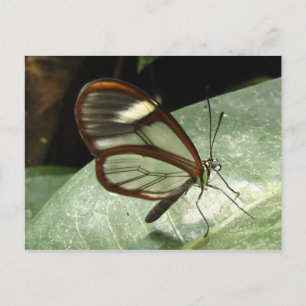 Glasswinged Butterfly Postkarte