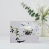Glassy Water Lily Postkarte (Stehend Vorderseite)