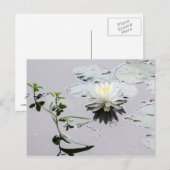 Glassy Water Lily Postkarte (Vorne/Hinten)