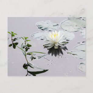 Glassy Water Lily Postkarte