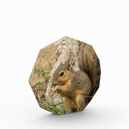 Glastisch mit Eichhörnchen Kunst Fotoblock (Links)