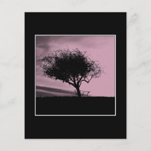 Glastonbury Hawthorn. Baum auf Hügel. Rosa, schwar