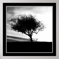 Glastonbury Hawthorn. Baum. Schwarz und Weiß.