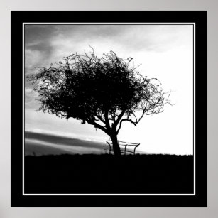 Glastonbury Hawthorn. Baum. Schwarz und Weiß. Poster