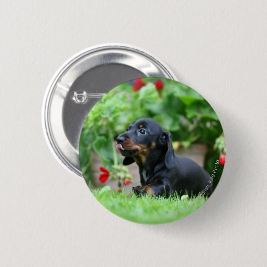 Glatt-haarige MiniaturDackel 1 Button (Vorne & Hinten)