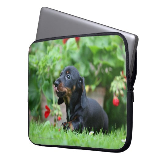 Glatt-haarige MiniaturDackel 1 Laptopschutzhülle (Vorderseite Links)