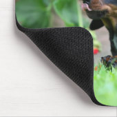 Glatt-haarige MiniaturDackel 1 Mousepad (Ecke)
