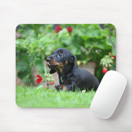 Glatt-haarige MiniaturDackel 1 Mousepad (Mit Mouse)