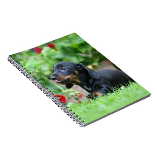 Glatt-haarige MiniaturDackel 1 Notizblock (Rechte Seite)