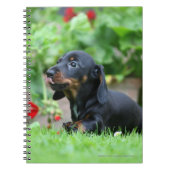 Glatt-haarige MiniaturDackel 1 Notizblock (Vorderseite)