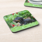 Glatt-haarige MiniaturDackel 1 Untersetzer (Linke Seite)