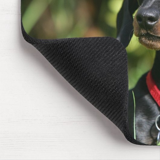 Glatt-haarige MiniaturDackel 3 Mousepad (Ecke)
