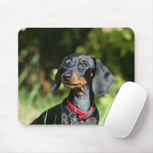Glatt-haarige MiniaturDackel 3 Mousepad (Mit Mouse)
