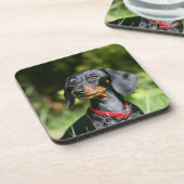 Glatt-haarige MiniaturDackel 3 Untersetzer (Linke Seite)