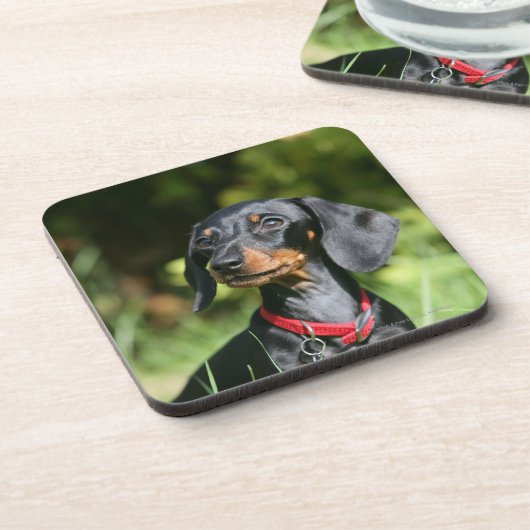 Glatt-haarige MiniaturDackel 3 Untersetzer (Linke Seite)