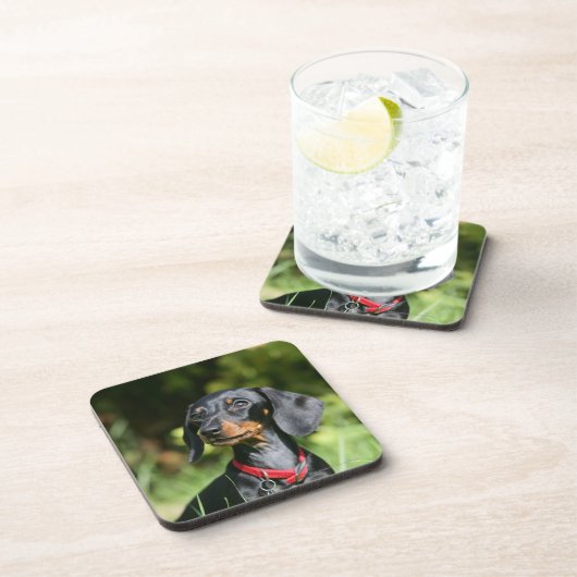 Glatt-haarige MiniaturDackel 3 Untersetzer (Rechte Seite)