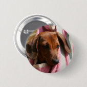 Glatt-haariger MiniaturDackel-Welpe Button (Vorne & Hinten)