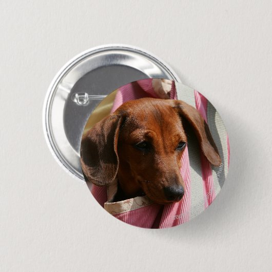 Glatt-haariger MiniaturDackel-Welpe Button (Vorne & Hinten)